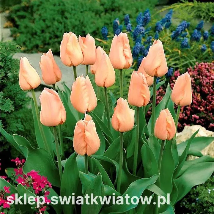 Odkryj magię muzyki z filmu Tulipan – niezapomniane utwory i ich twórcy