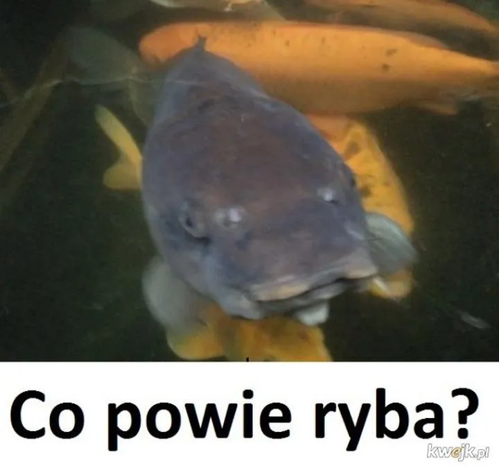 Elektryczne gitary w Co powie ryba