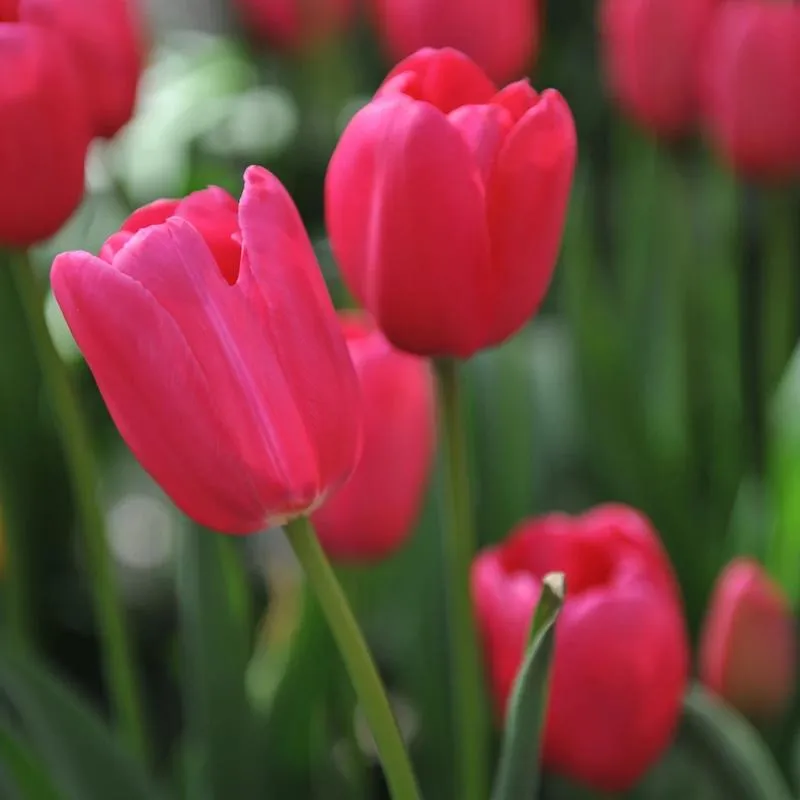 Muzyka z filmu Tulipan